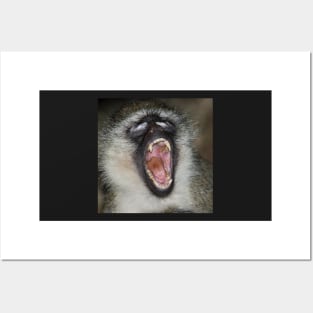 Yawn! Black-faced Vervet Monkey, Kenya. Posters and Art